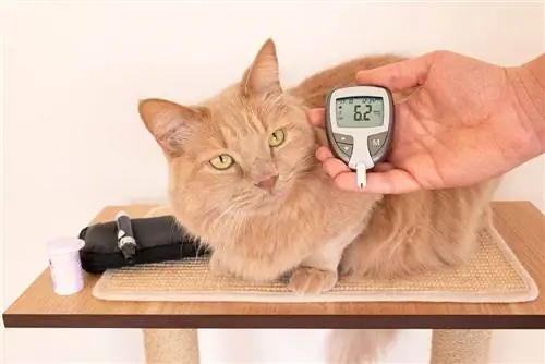 5 najboljših merilnikov glukoze za mačke v letu 2023 – ocene & Najboljši izbori