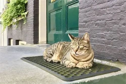 7 mejores almohadillas térmicas para exteriores para gatos en 2023 – Reseñas & Mejores selecciones
