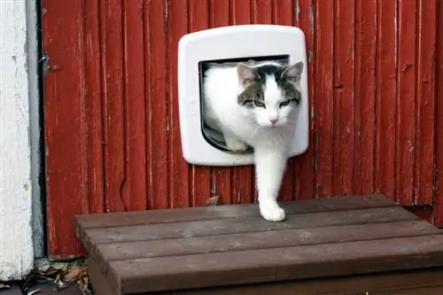 10 meilleures portes pour chats (pour tous les types de portes) en 2023 – Avis &