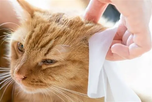 10 najlepších čističov mačacích uší v roku 2023 – recenzie & najlepších