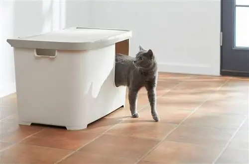 6 лучших кошачьих туалетов, которые нельзя отслеживать в 2023 году – отзывы &