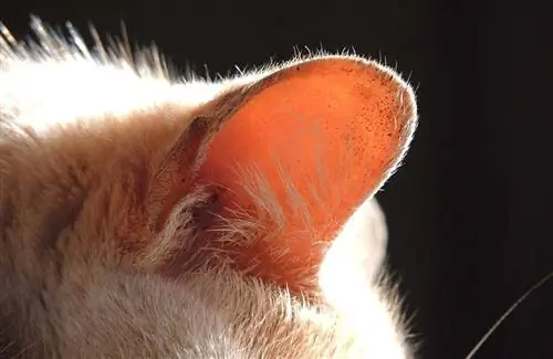 10 καλύτερες θεραπείες ακάρεων αυτιών για γάτες το 2023 – Κριτικές & Κορυφαίες επιλογές