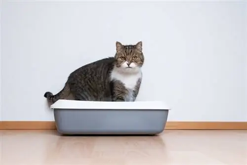 10 Liner Kotak Kotoran Kucing Terbaik di 2023 – Ulasan & Pilihan Teratas