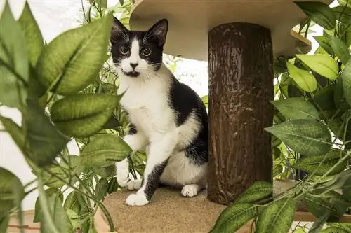 7 legjobb modern macskafa, amely remekül mutat otthonában 2023-ban – Vélemények & legjobb választás