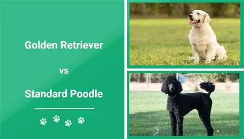 Golden Retriever vs Standard Poodle. Հիմնական տարբերությունները նկարների հետ