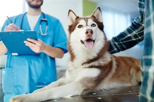 Wie oft brauchen Hunde eine Tollwutimpfung? Fakten zur Tiergesundheit