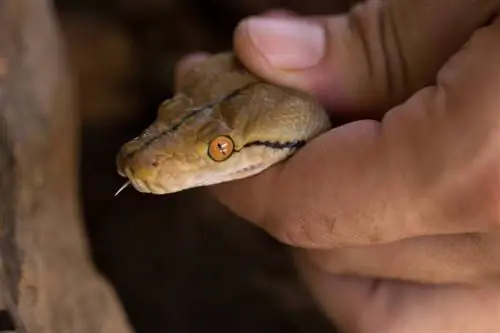 Comment calmer les animaux exotiques pendant les orages : 6 conseils d'experts