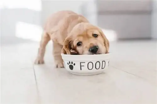Khi nào chó con có thể bắt đầu ăn thức ăn dành cho chó con? Khuyến nghị được bác sĩ thú y phê duyệt
