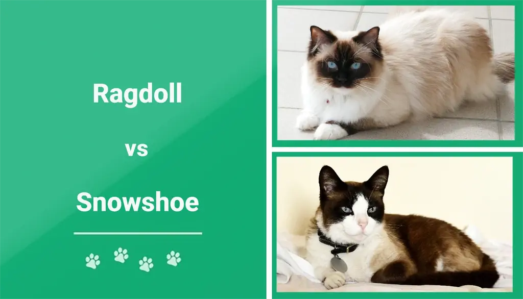 Ragdoll vs. Snowshoe Cat: Las diferencias (con imágenes)