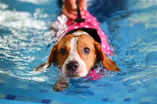 Kas Beaglesile meeldib vesi? Tõu eelistused & Ujumisnõuanded