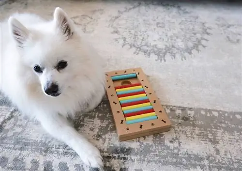 Wie man einen Hund für Puzzle-Spielzeug interessiert: 7 effektive Tipps & Tricks