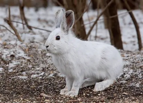 Snowshoe Hare: การดูแล, อารมณ์, ที่อยู่อาศัย & ลักษณะ (พร้อมรูปภาพ)