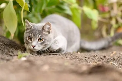 Berapa Banyak Burung yang Dibunuh Kucing di Inggris? Statistik untuk Diketahui (Pembaruan 2023)