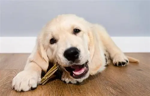 8 beste traktaties voor golden retriever-puppy's in 2023: beoordelingen & Topkeuzes