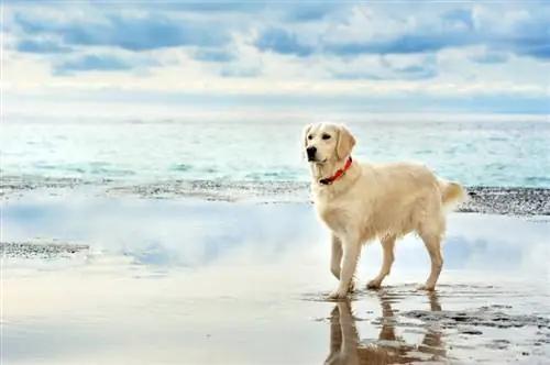 10 Pinakamahusay na Collar para sa mga Golden Retriever Noong 2023: Mga Review & Mga Nangungunang Pinili