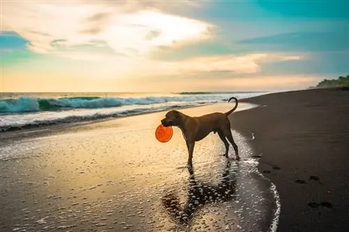 São permitidos cães em Myrtle Beach? 2023 Guia & Regulamentos