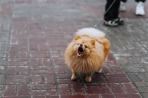 Οι 12 πιο δυνατές ράτσες σκύλων – Κορυφαίοι κράχτες & ουρλιαχτοί (με εικόνες)
