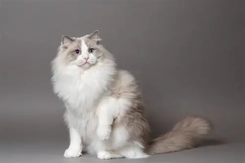 14 datos fascinantes sobre los gatos Ragdoll que te sorprenderá saber
