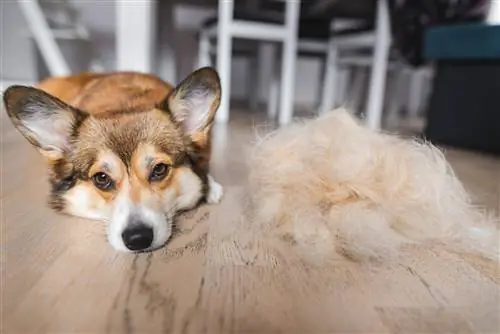 Mas Nagpapalaglag ba ang Corgis kaysa Iba Pang Mga Lahi? Magkano & Mga Tip sa Pag-aayos