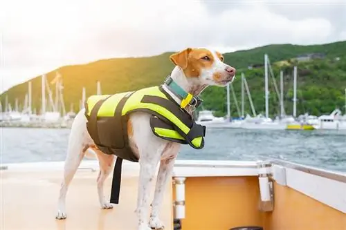 Adakah Anjing Memerlukan Jaket Penyelamat? Meneroka Keperluan vs Alat Mewah