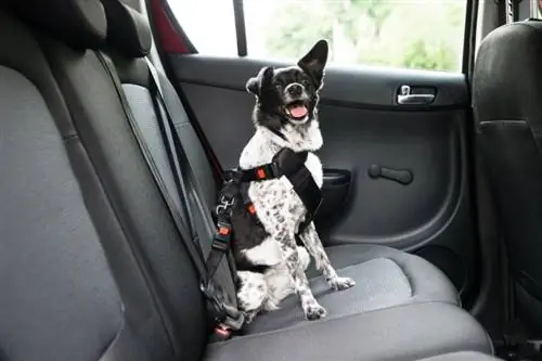 10 Pinakamahusay na Dog Seat Belt noong 2023 – Mga Review & Mga Nangungunang Pinili