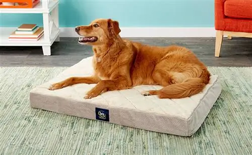 10 geriausių šunų lovų dideliems šunims 2023 m. – Atsiliepimai & Populiariausi pasirinkimai