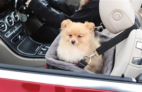 10 Pinakamahusay na Dog Car Seat noong 2023 – Mga Review & Mga Nangungunang Pinili