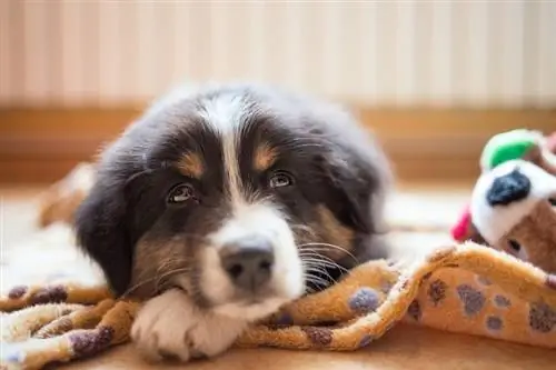 10 melhores guloseimas calmantes para cães em 2023 – Avaliações & Principais escolhas