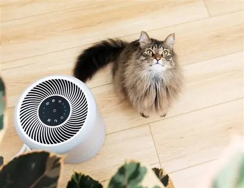 10 լավագույն օդը մաքրող սարքերը կատուների ալերգիայի համար 2023 թվականին – Կարծիքներ & Լավագույն ընտրանքներ