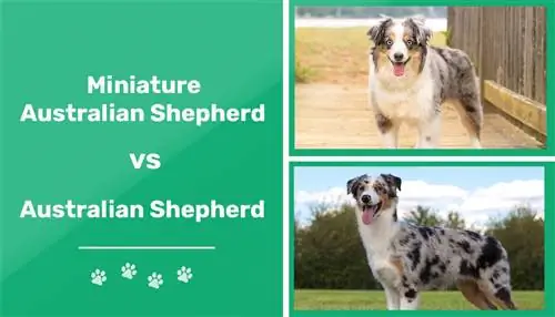 Miniatūrais Austrālijas aitu suns vs Austrālijas aitu suns: atšķirības (ar attēliem)