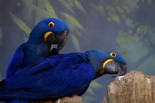 May Purple Macaw Species ba? Mga Katotohanan & FAQ (na may mga Larawan)