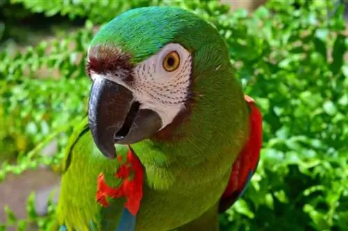 Og'ir (kashtan bilan qoplangan) Macaw: belgilar, tarix & parvarish (rasmlar bilan)