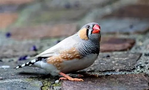 Zebra Finch: Sifa, Historia, Chakula & Mwongozo wa Utunzaji (wenye Picha)