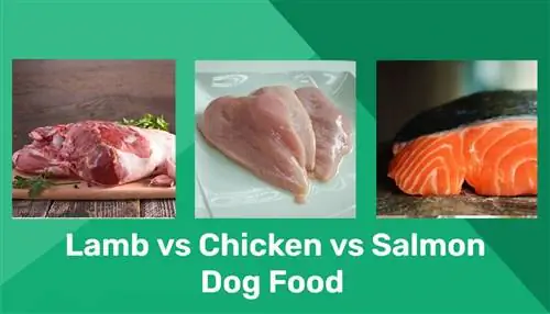 Агнешко срещу пиле срещу сьомга Кучешка храна: плюсове, минуси & Разлики