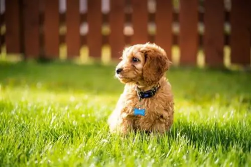 220 noms de cockapoo populars i únics: idees per a gossos afectuosos i esponjosos