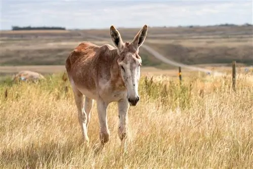 Mammoth Donkey: Bilder, Omsorgsveiledning, Temperament & Egenskaper