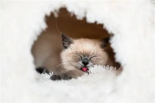 80 Komik Kedi Şakası: Sadece Yavru Kedi