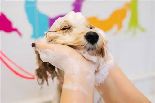 Com que frequência você deve dar banho em seu cachorro? (Resposta Veterinária)