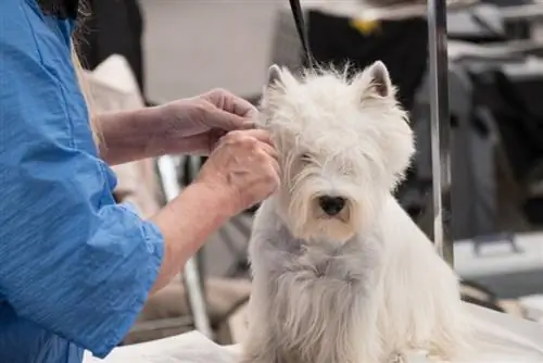 Какво е стрипинг на ръцете при подстригване на кучета? Плюсове, минуси & ЧЗВ