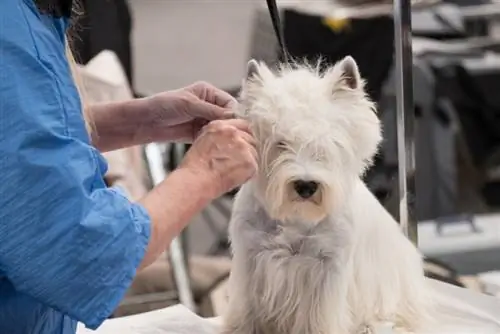 Qu'est-ce que le décapage des mains dans le toilettage canin ? Avantages, inconvénients & FAQ