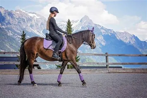10 beneficios para la salud de montar a caballo: físicos, mentales & Preguntas frecuentes