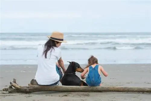 Er Dobermans gode familiehunder? Årsaker, fakta & vanlige spørsmål