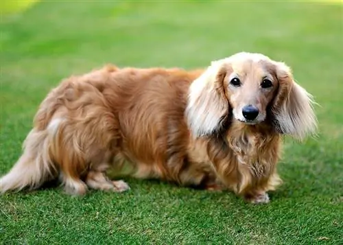 Dachshund me flokë të gjatë: Fakte, Origjina & Histori (Me foto)