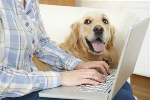 Arbejder du hjemmefra med hunde? 7 Produktivitetstip & ofte stillede spørgsmål