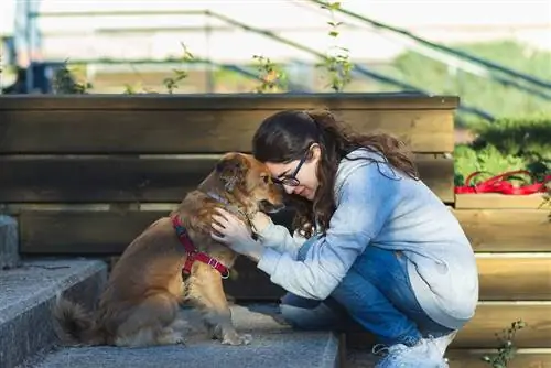 Como ganhar a confiança de um cachorro assustado: 8 dicas de especialistas