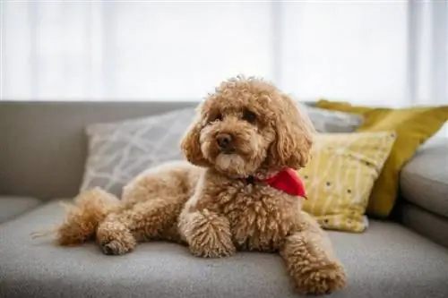 Como Treinar um Poodle Toy: 5 Passos Simples