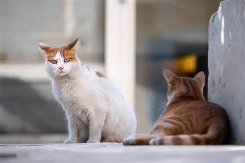 Hoe een semi-wilde kat te helpen zich aan te passen aan een huis: 8 door dierenartsen beoordeelde tips