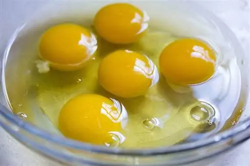 Kan hunder spise rå egg? Veterinær vurderte fordeler, risikoer, & Sikkerhet