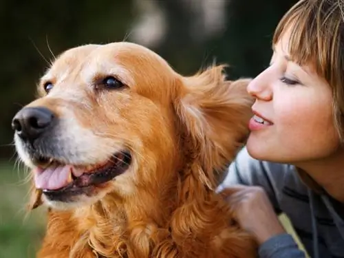Welke geluidsniveaus zijn gezond voor honden? Door dierenarts beoordeelde Decibel-gids