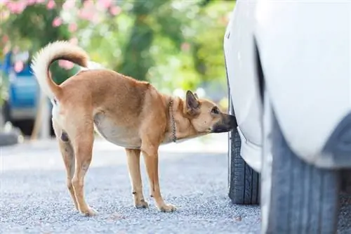 რამდენად შორს შეუძლიათ ძაღლებს სუნი? საშუალო & მაქსიმალური მანძილი